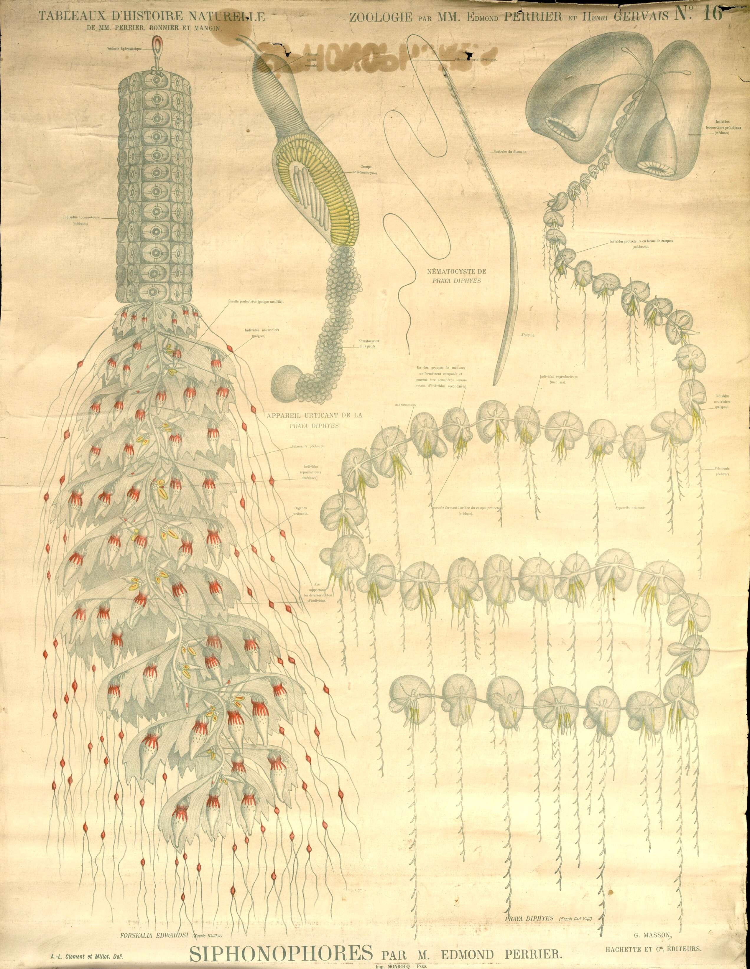Слика од Siphonophorae Eschscholtz 1829