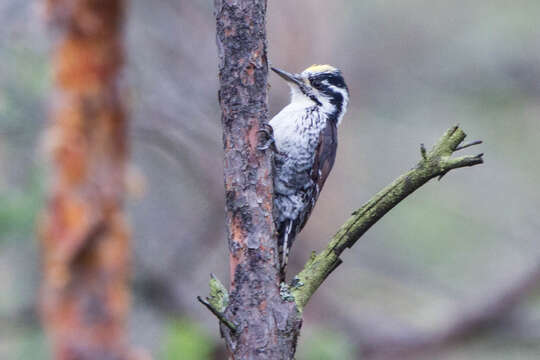 Image of Eurasian Three-toed Woodpecker