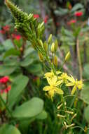 Image of Bulbine frutescens (L.) Willd.