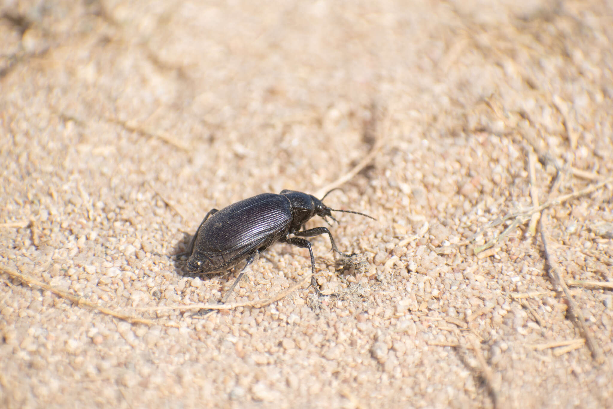 Imagem de Calosoma (Castrida) vagans Dejean 1831