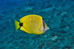 Image of Lemon Butterflyfish