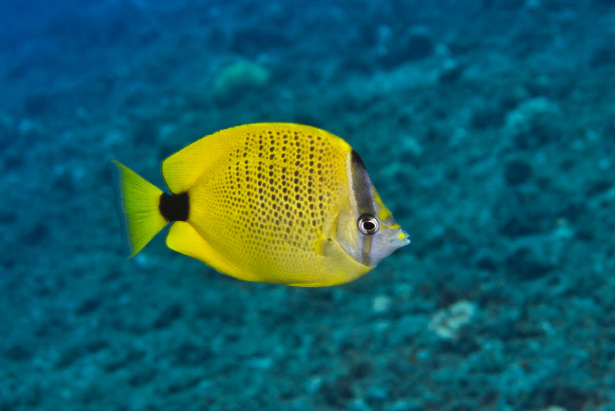 Image of Lemon Butterflyfish