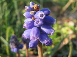 Imagem de Muscari armeniacum H. J. Veitch