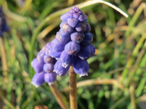 Image of Armenian grape hyacinth