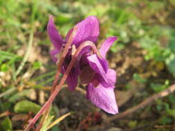 Image of sweet violet