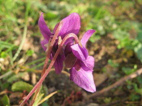 Image of sweet violet