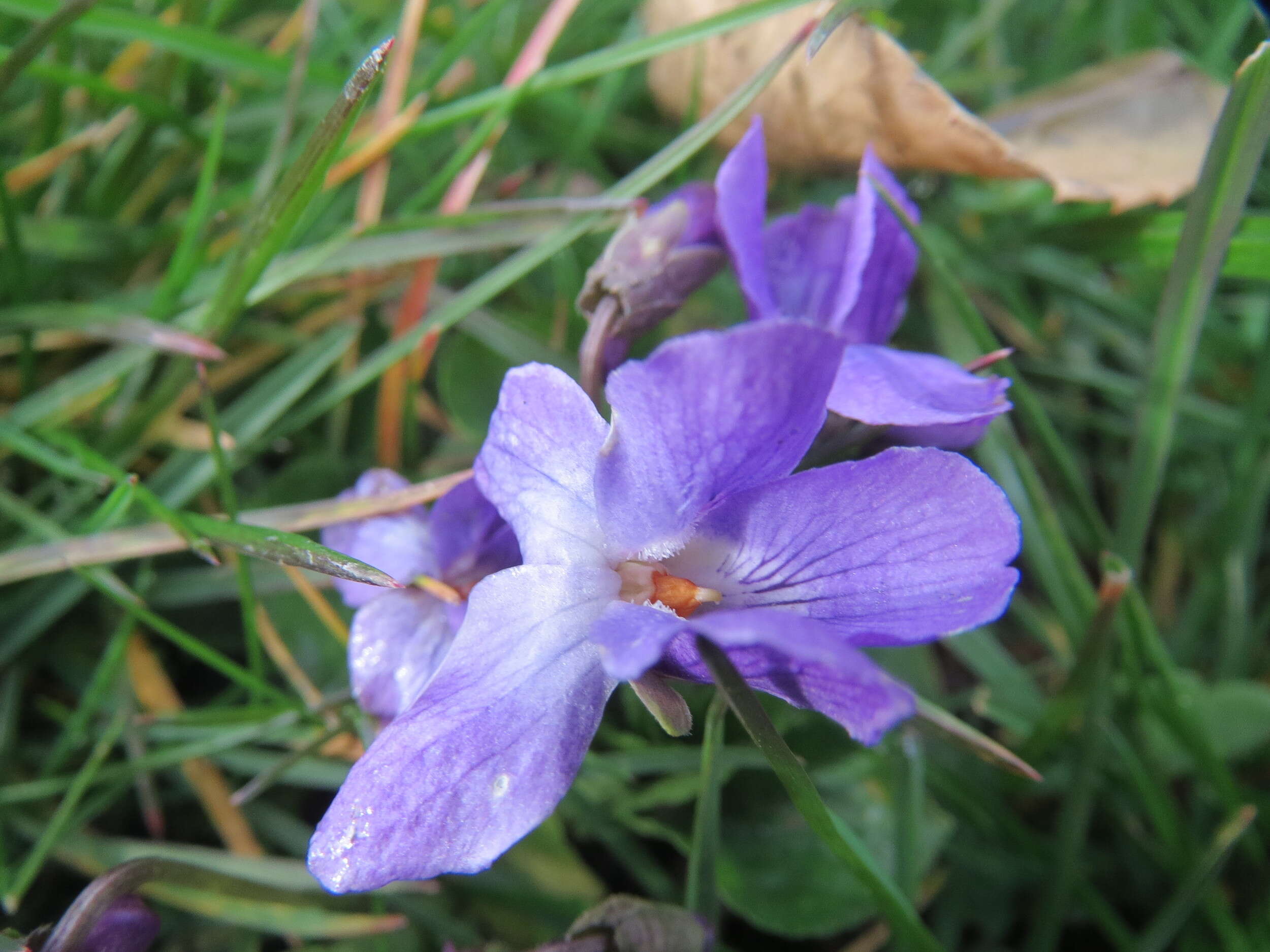 Image of sweet violet