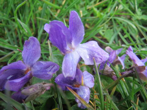 Image of sweet violet