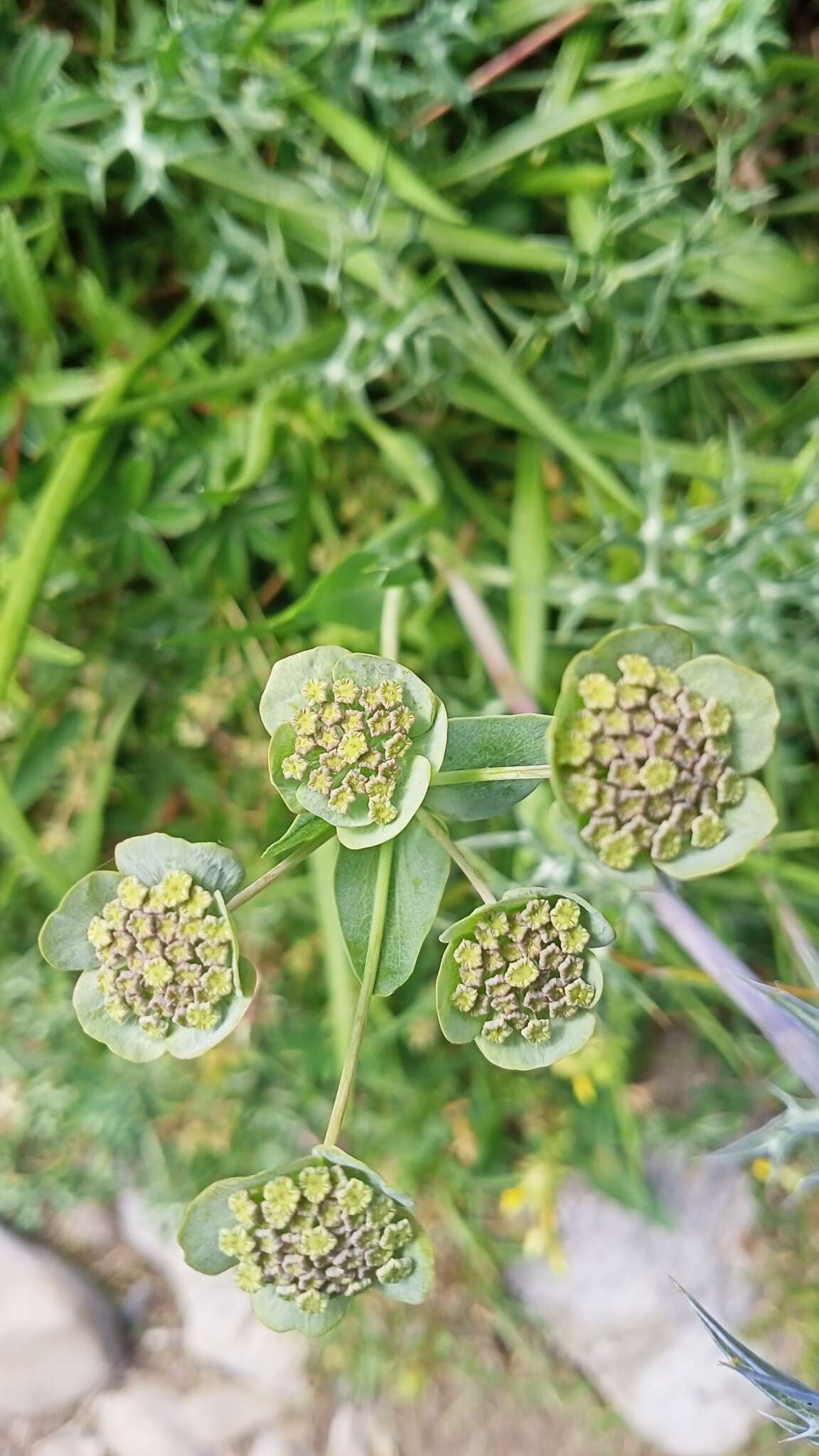 Bupleurum angulosum L. resmi