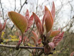 Imagem de Lonicera xylosteum L.