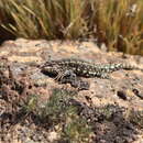 Image of Liolaemus hatcheri Stejneger 1909