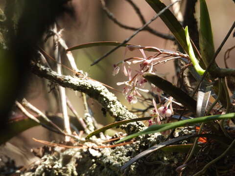 Plancia ëd Epidendrum anisatum Lex.