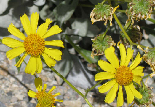 Sivun Encelia farinosa A. Gray ex Torr. kuva