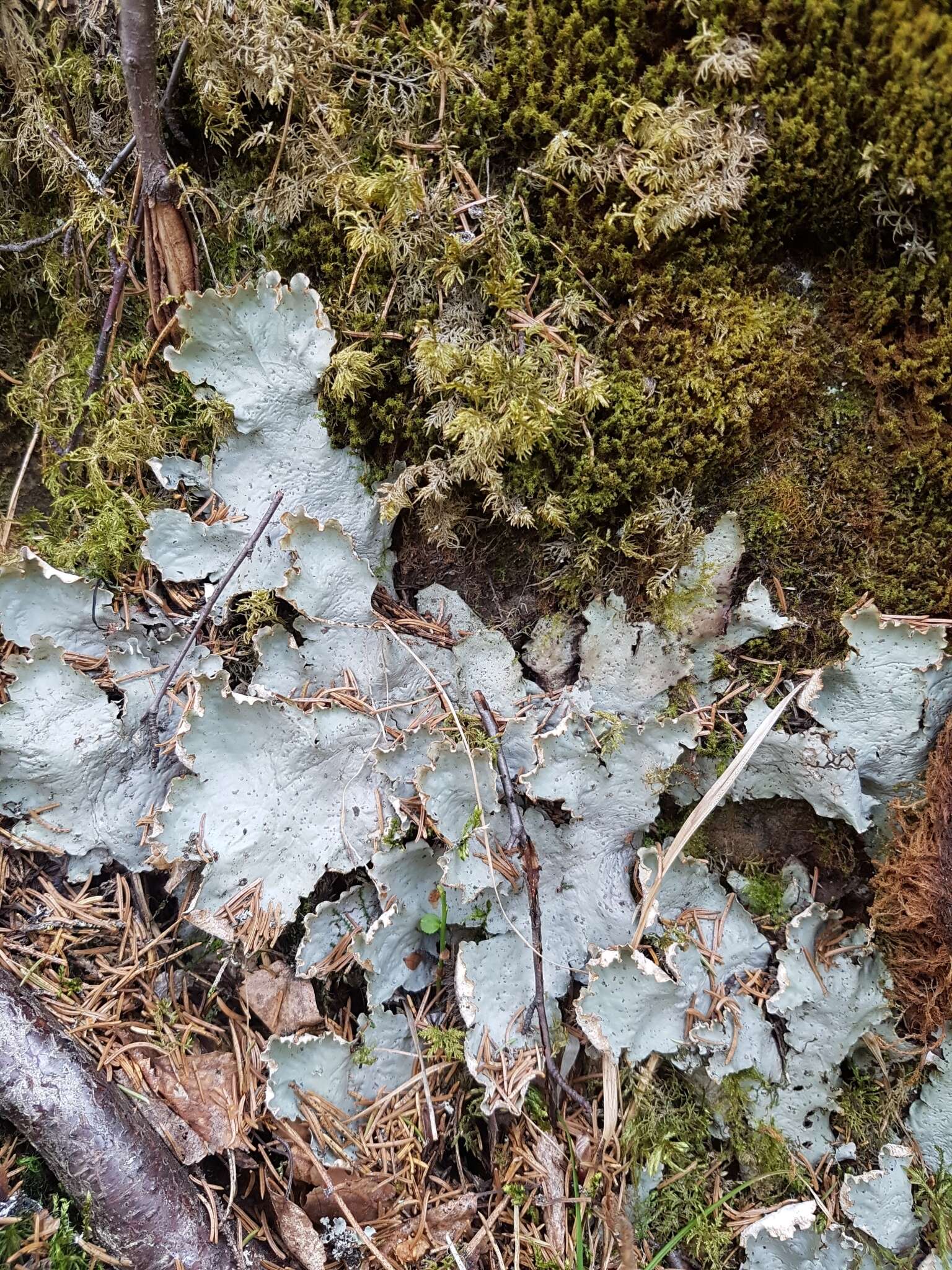 Image of felt lichen