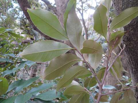 Image of Castanopsis sieboldii (Makino) Hatus.