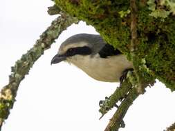 Image of Mackinnon's Shrike