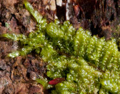 Image of recurved brotherella moss