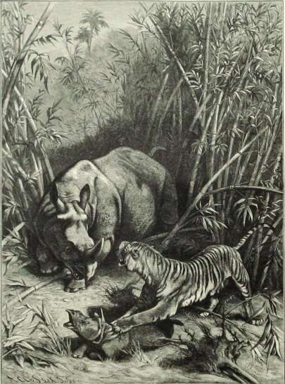 Image of Javan Tiger