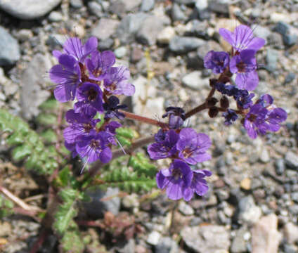 Image of cleftleaf wildheliotrope