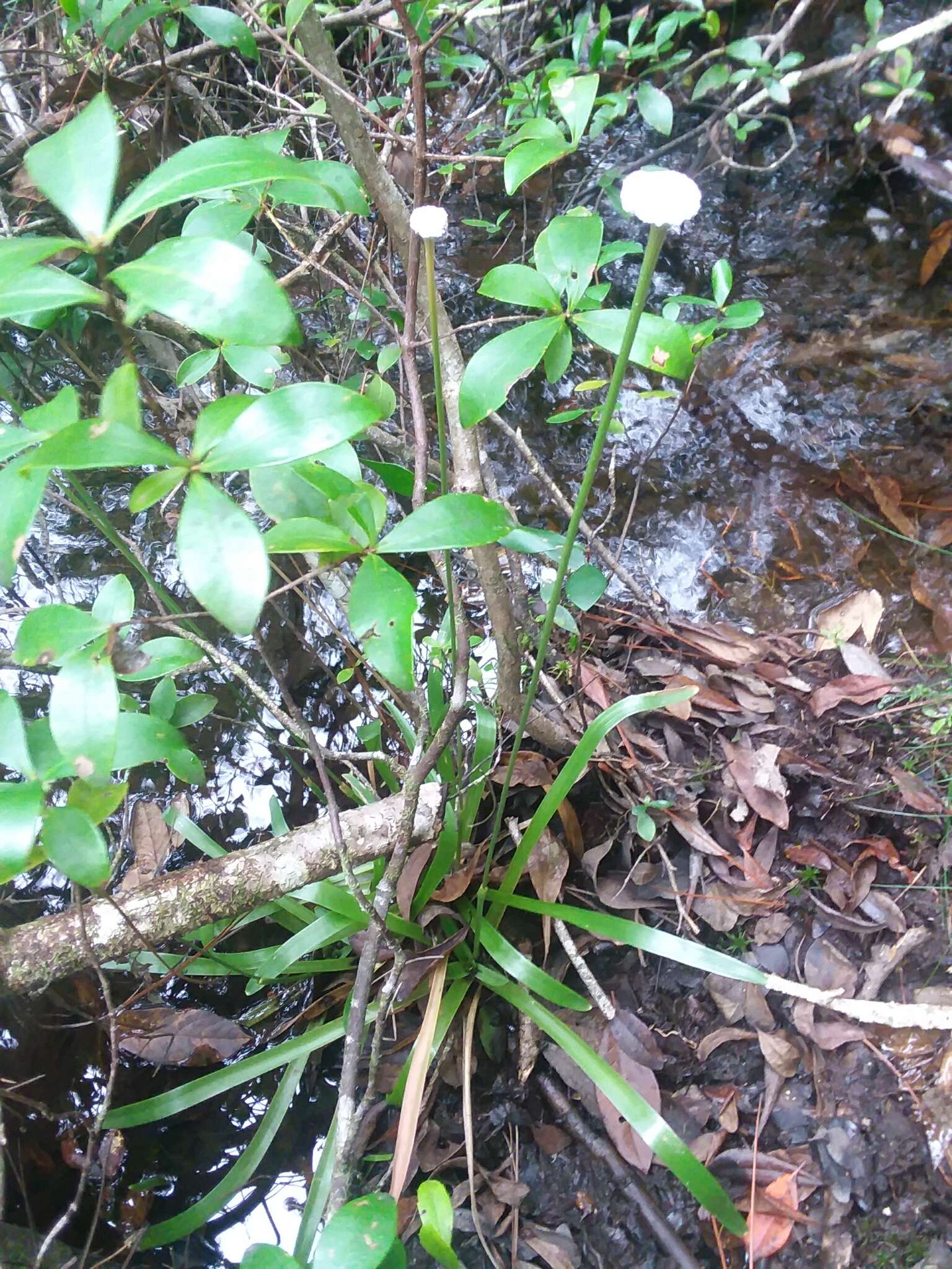 صورة Eriocaulon decangulare f. latifolium (Chapm. ex Moldenke) Moldenke