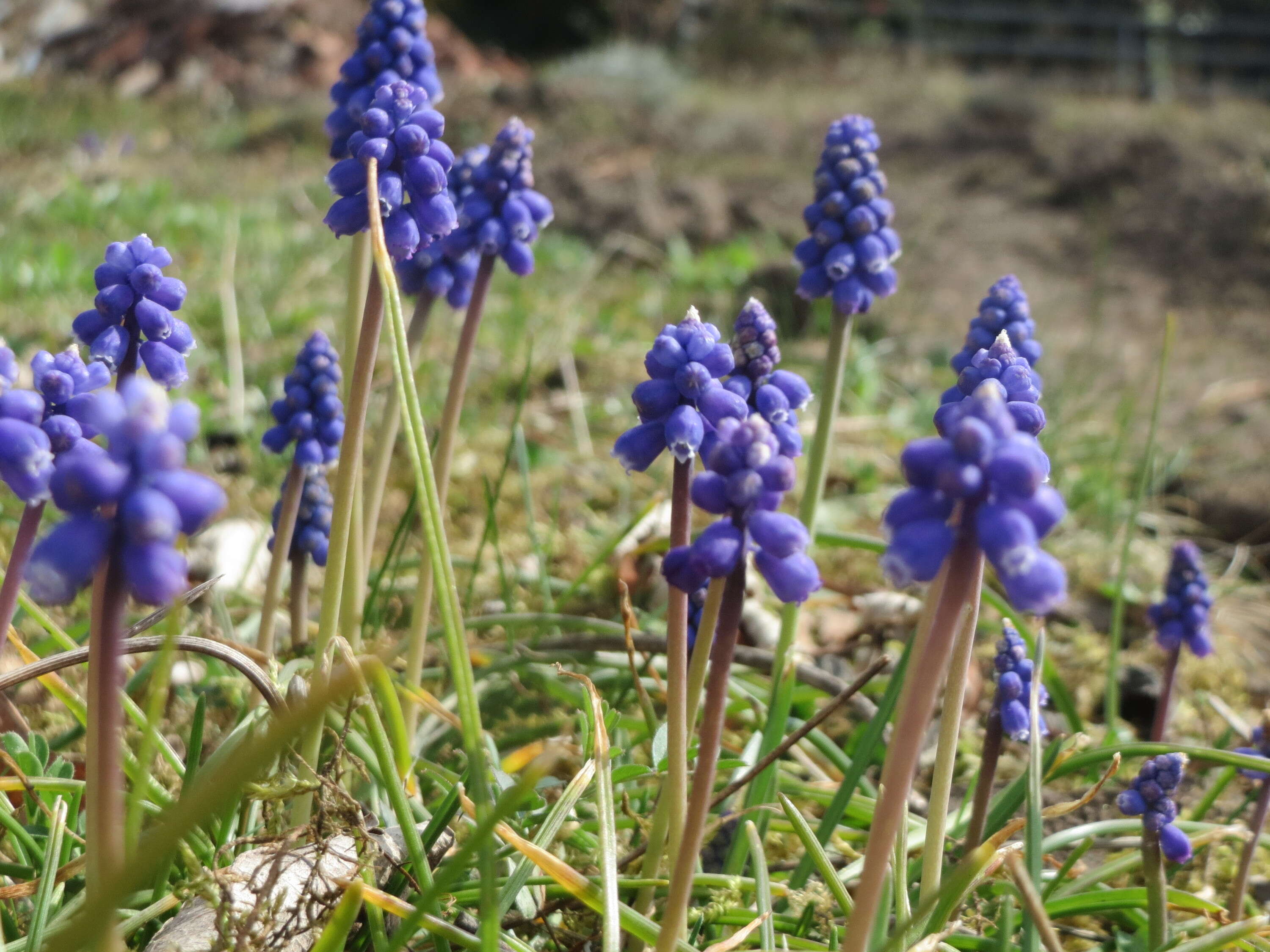 Image of Armenian grape hyacinth