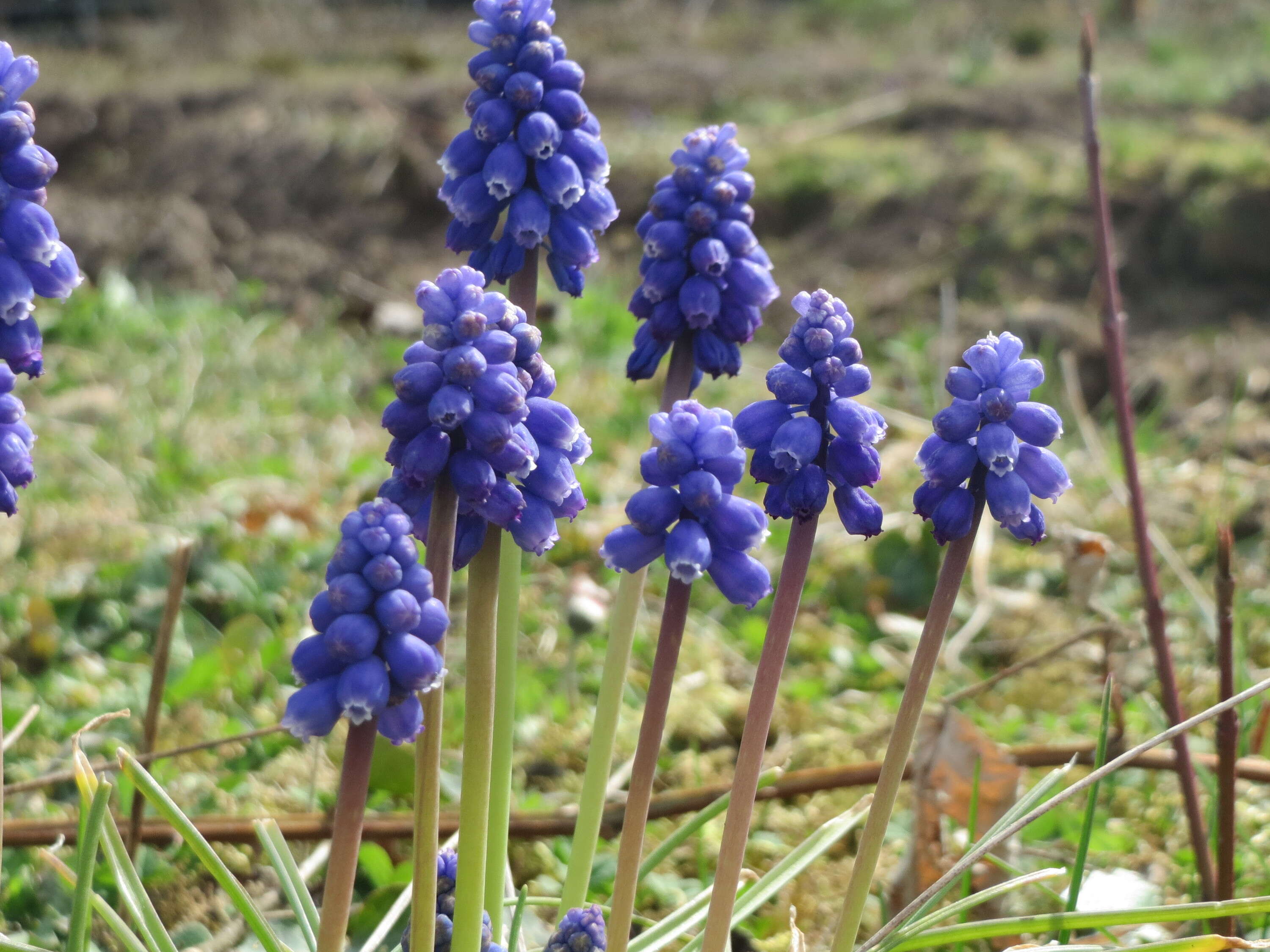 Imagem de Muscari armeniacum H. J. Veitch