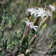 Image of Pteronia leptospermoides DC.