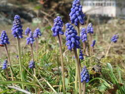 Imagem de Muscari armeniacum H. J. Veitch