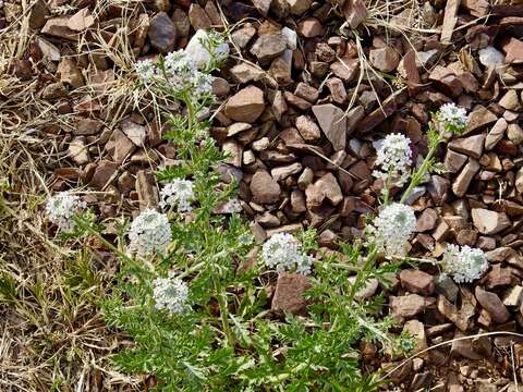 Image of Lepidium thurberi Wooton