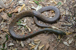 Image of Red-sided Keelback Water Snake