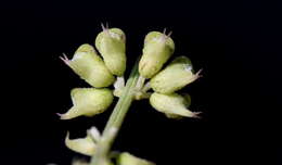 Image of Narrowleaf becium