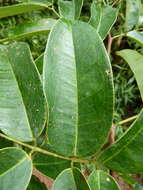 Image of <i>Afzelia parviflora</i>