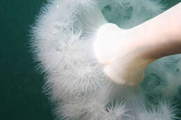 Image of giant plumed anemone