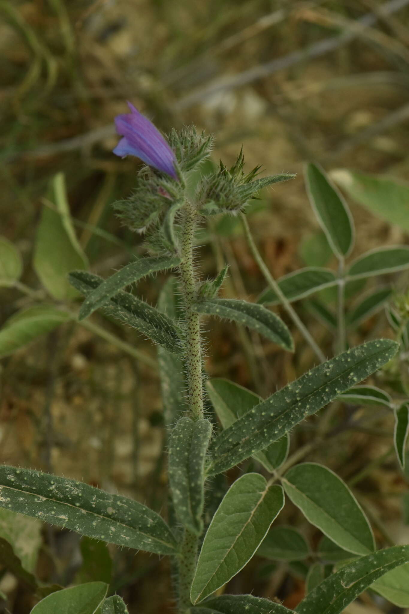 Image of Cretan viper's bugloss