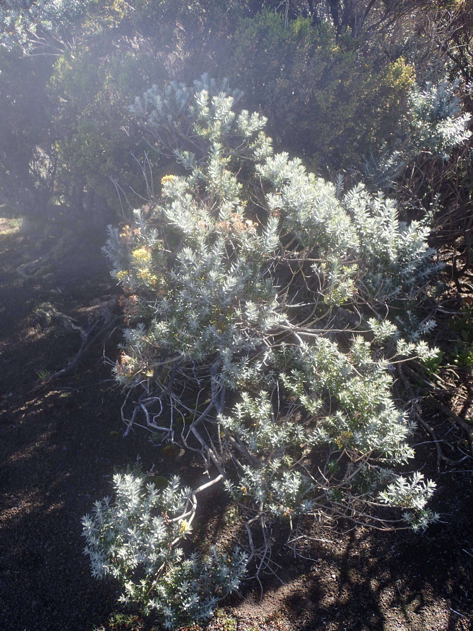 صورة Hubertia tomentosa Bory