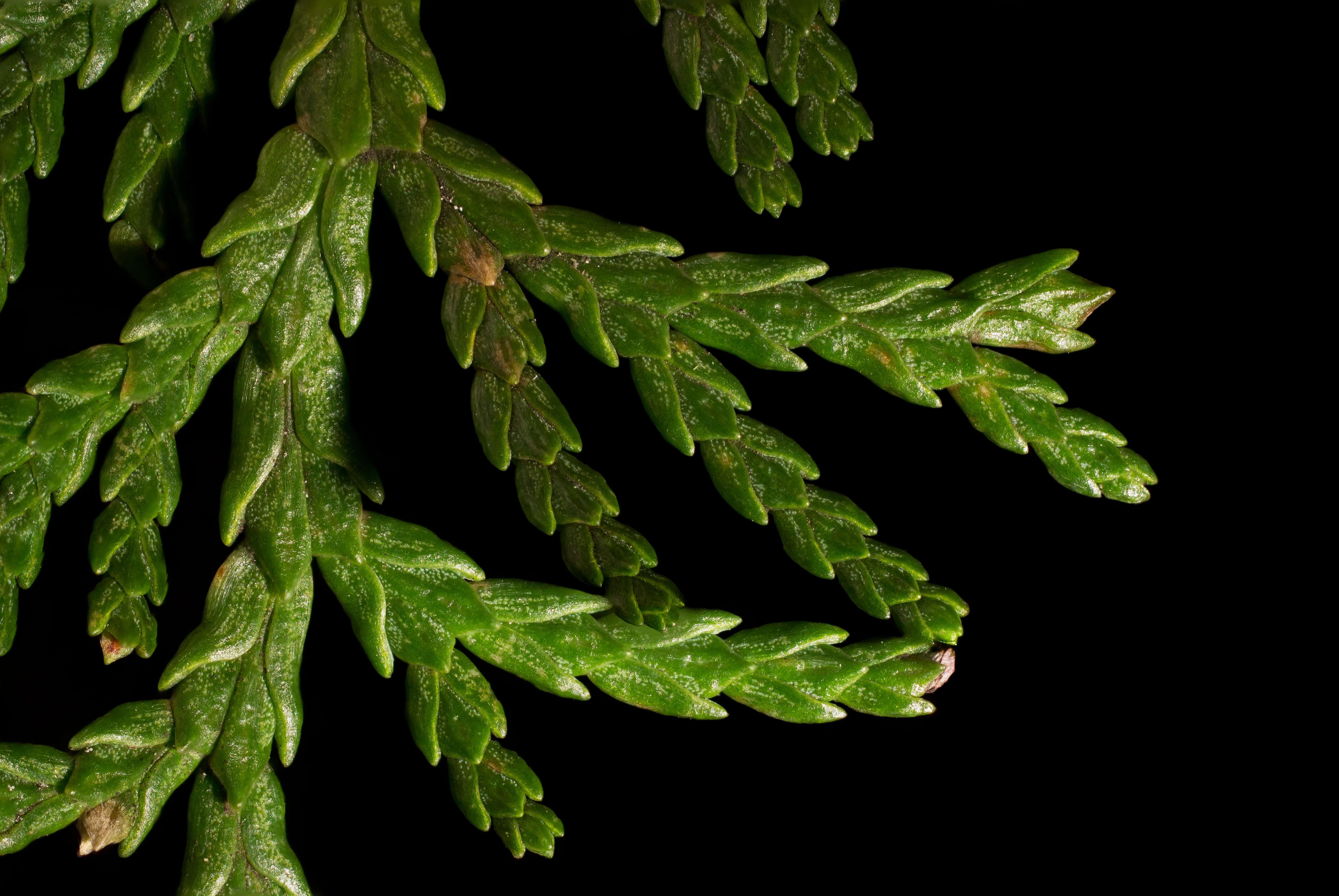 Image of Cupressus × leylandii