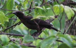 Image of Common Grackle