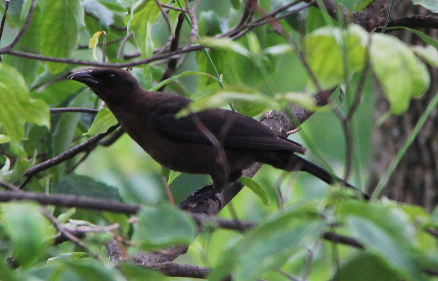 Image of Common Grackle