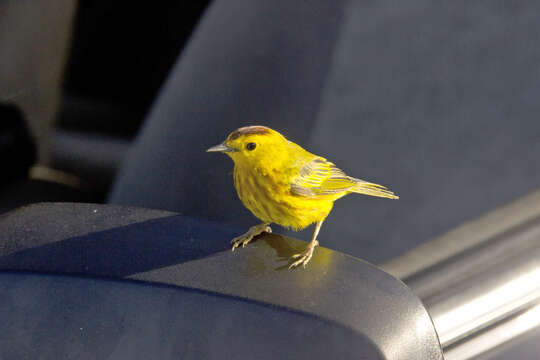 Image of Mangrove Warbler