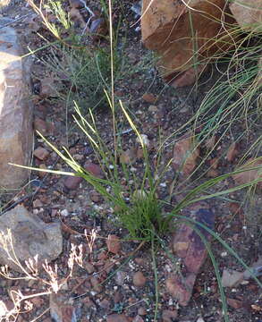 Image of Corymbium glabrum L.