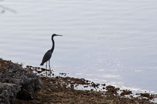 Image de Aigrette tricolore