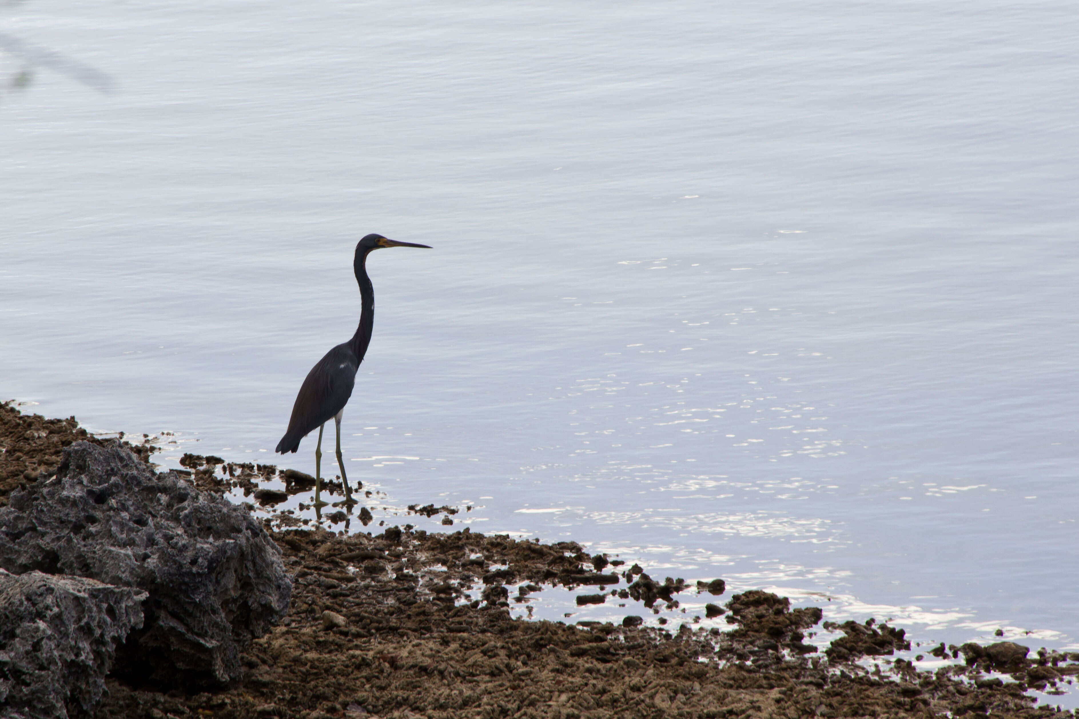 Image de Aigrette tricolore