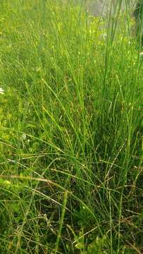 Image of Equisetum ramosissimum subsp. debile (Roxb. ex Vaucher) Hauke