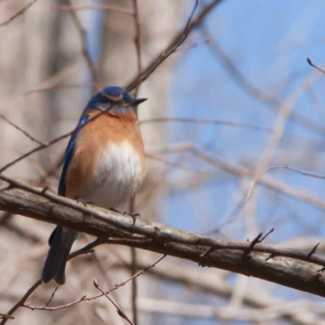 Image of Eastern Bluebird