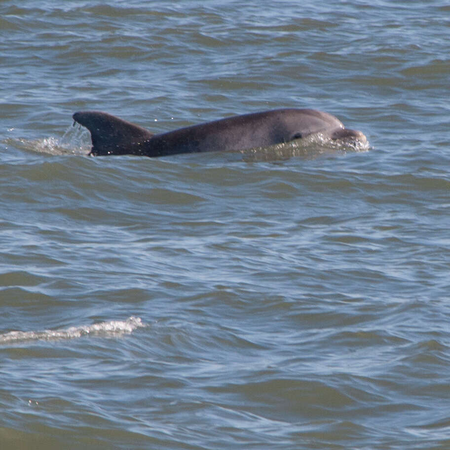 Imagem de Tursiops Gervais 1855