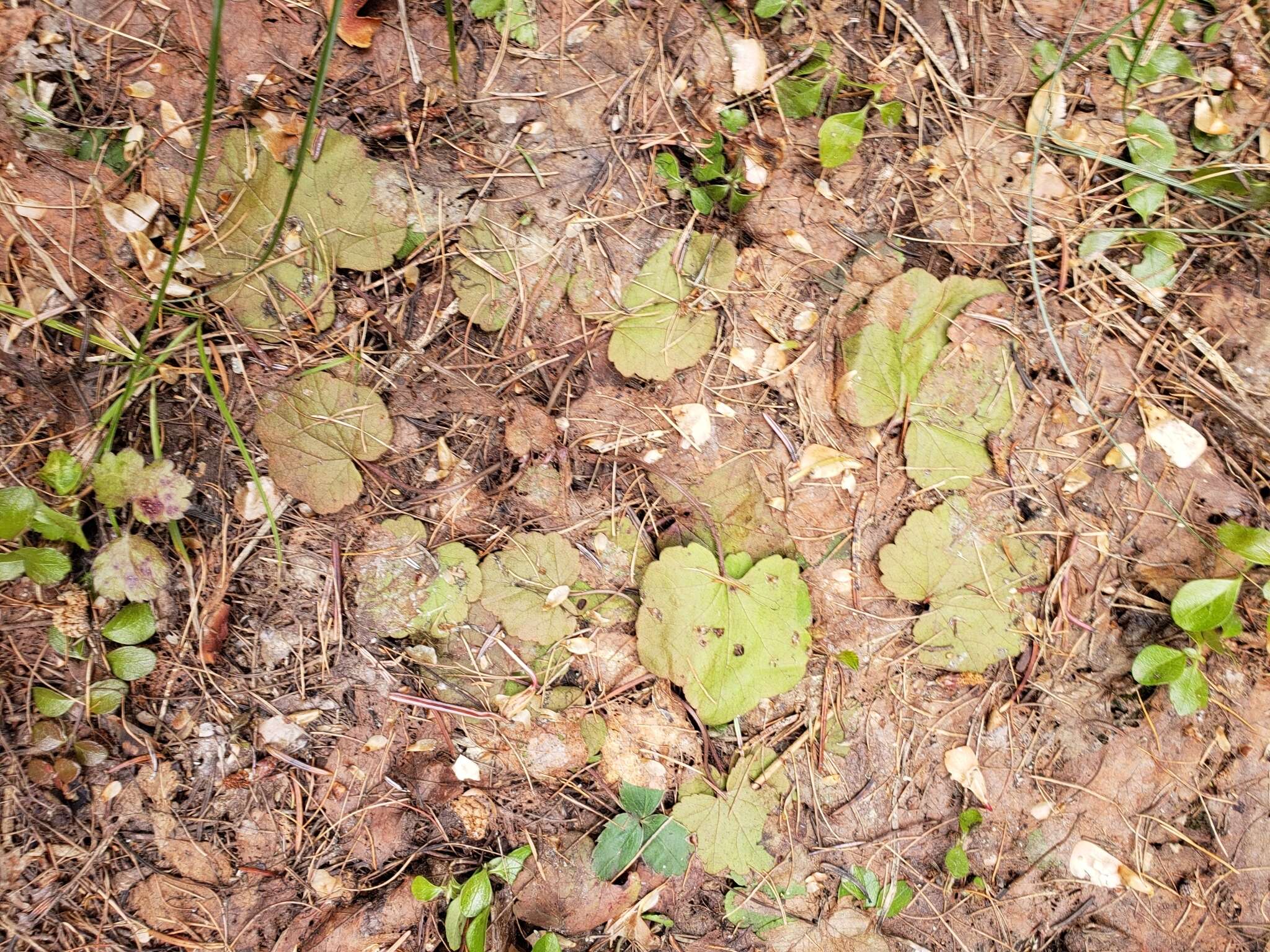 Image of Side-Flower Bishop's-Cap