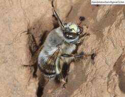 Слика од Anthophora patruelis Cockerell 1931