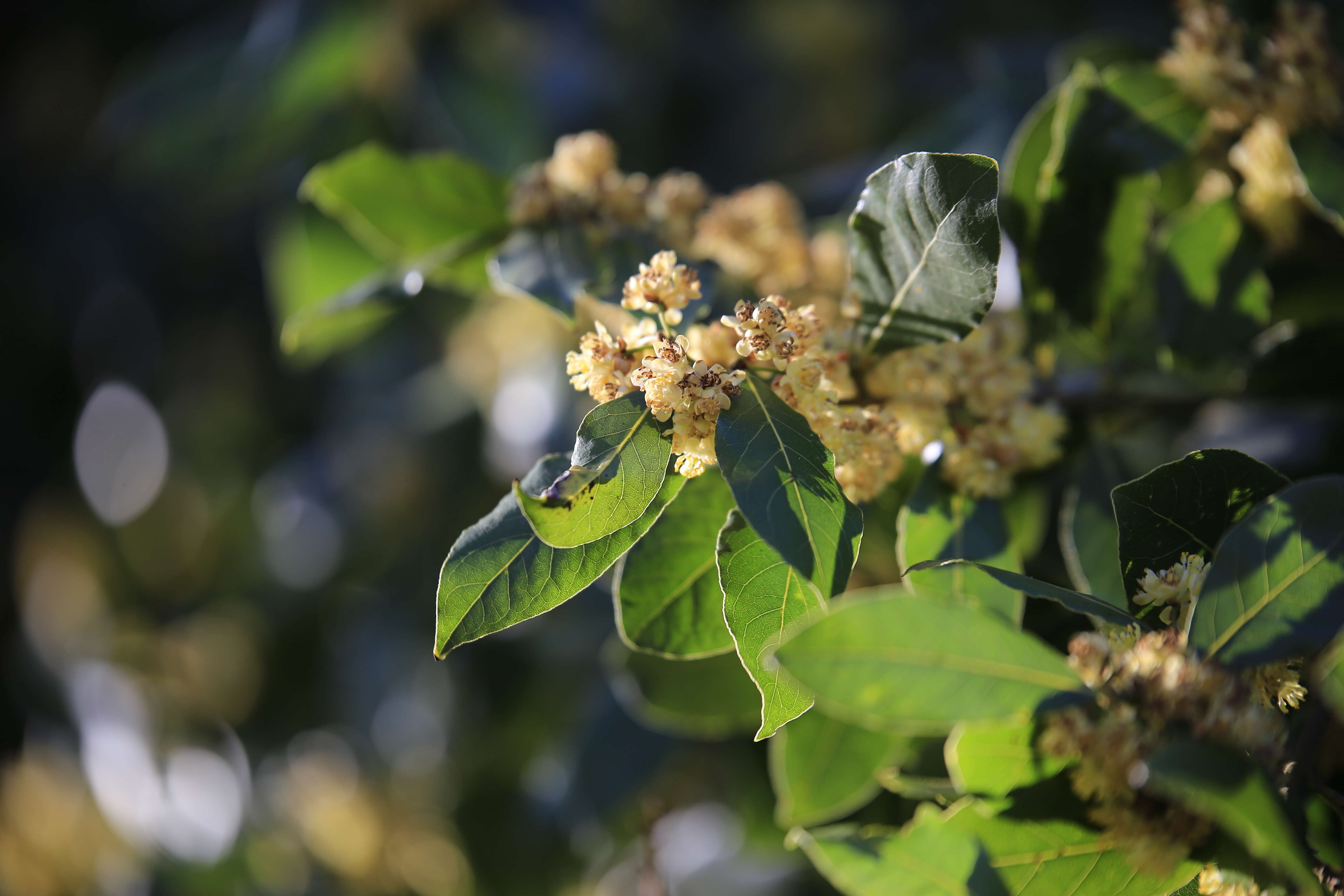 Image of Laurus Nobilis