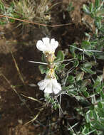 Image of Blepharis petalidioides K. Vollesen