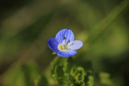 Image of birdeye speedwell